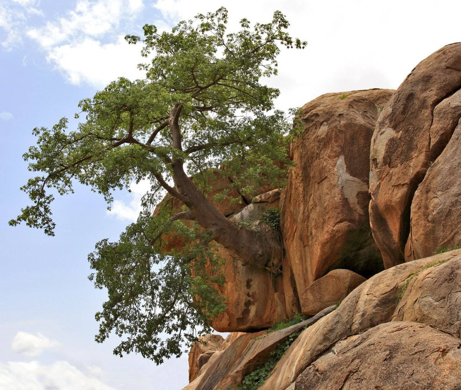 дерево, скалы, валуны, Олег Загидуллин