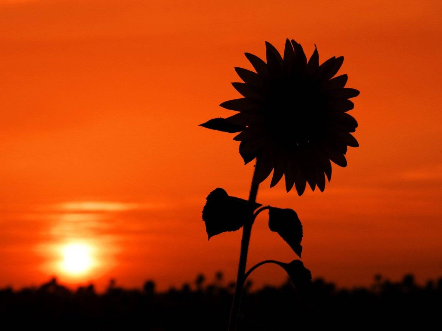 солнце, Клековкин Александр