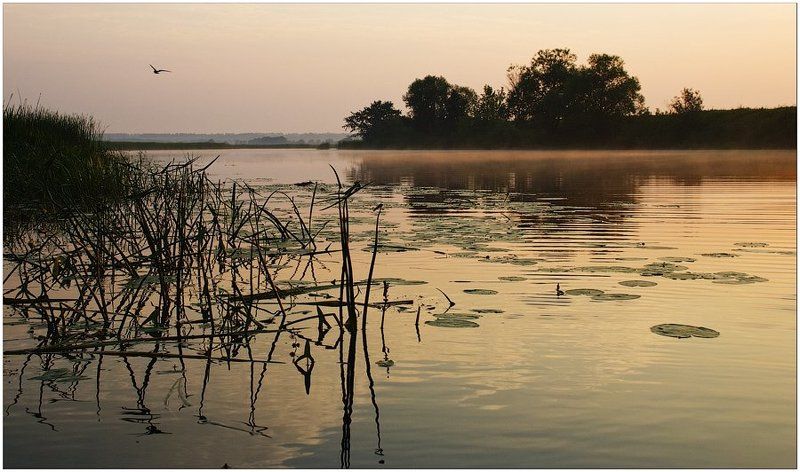 утро, рассвет, жизнь Однажды вдруг оказывается, что ты живой... фото превью