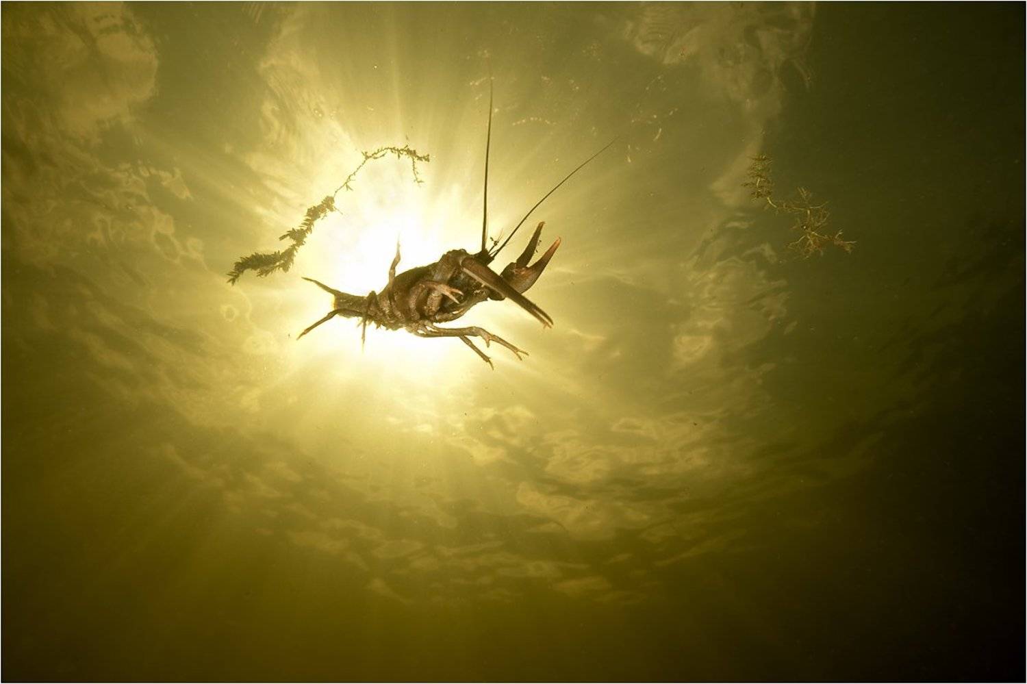 рак, Сергей Шанин