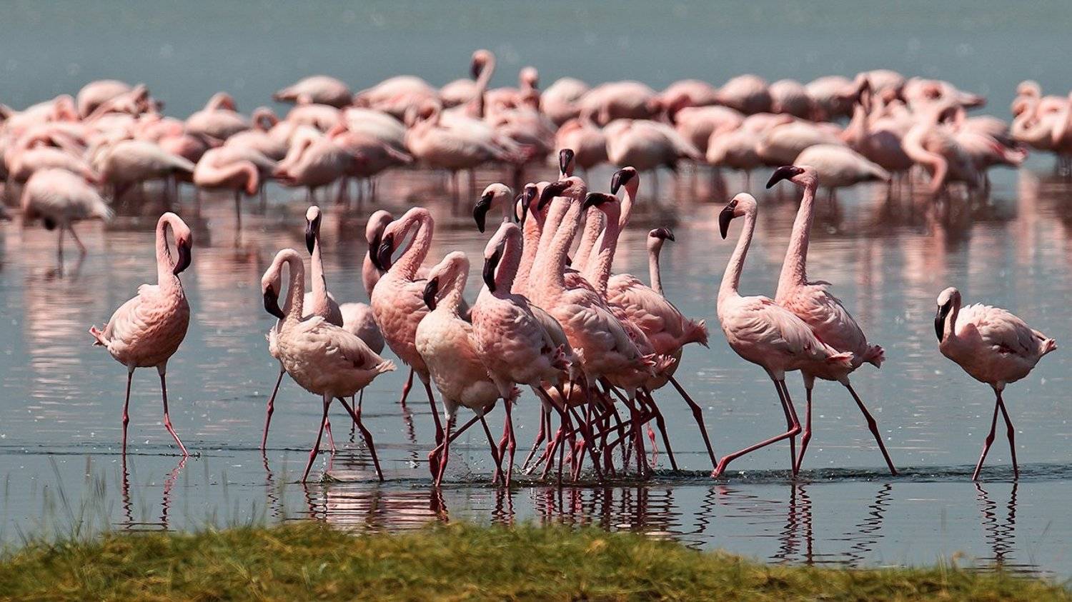africa;, nakuru;, nakuru, national, park;, animal;, bird;, flamingo, pink;, landscape;, national, park;, phoenicopterus, roseus;, safari;, африка;, кения;, накуру;, животные;, заповедник;, национальный, парк;, озеро;, парк;, пейзаж;, птица;, сафари;, флам, Роман Мурушкин