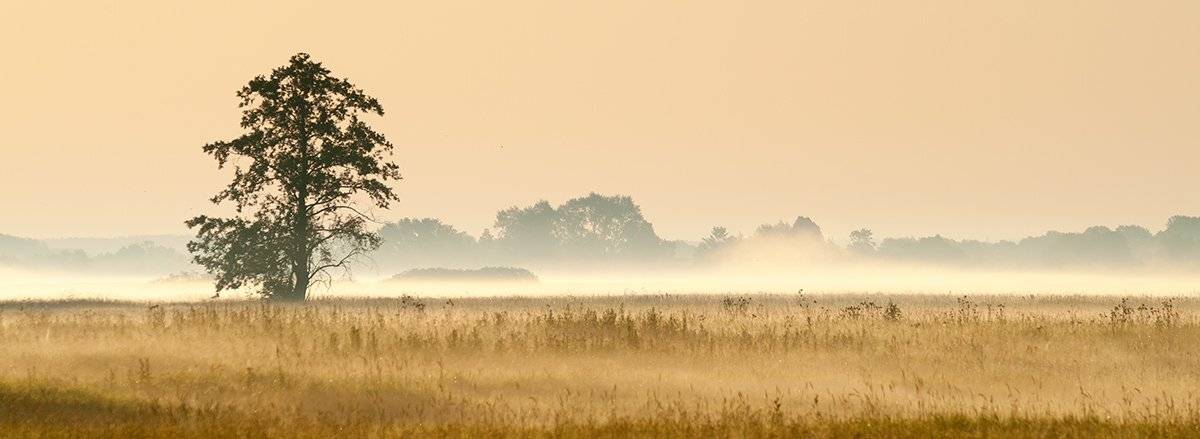 лето, утро, рассвет, туман, дерево, Андрей Алексеев