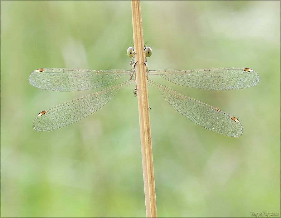 индустар лз 61, canon 50d, красотка, стрекоза, Ростислав