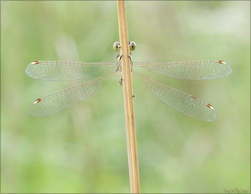 Почти спряталась