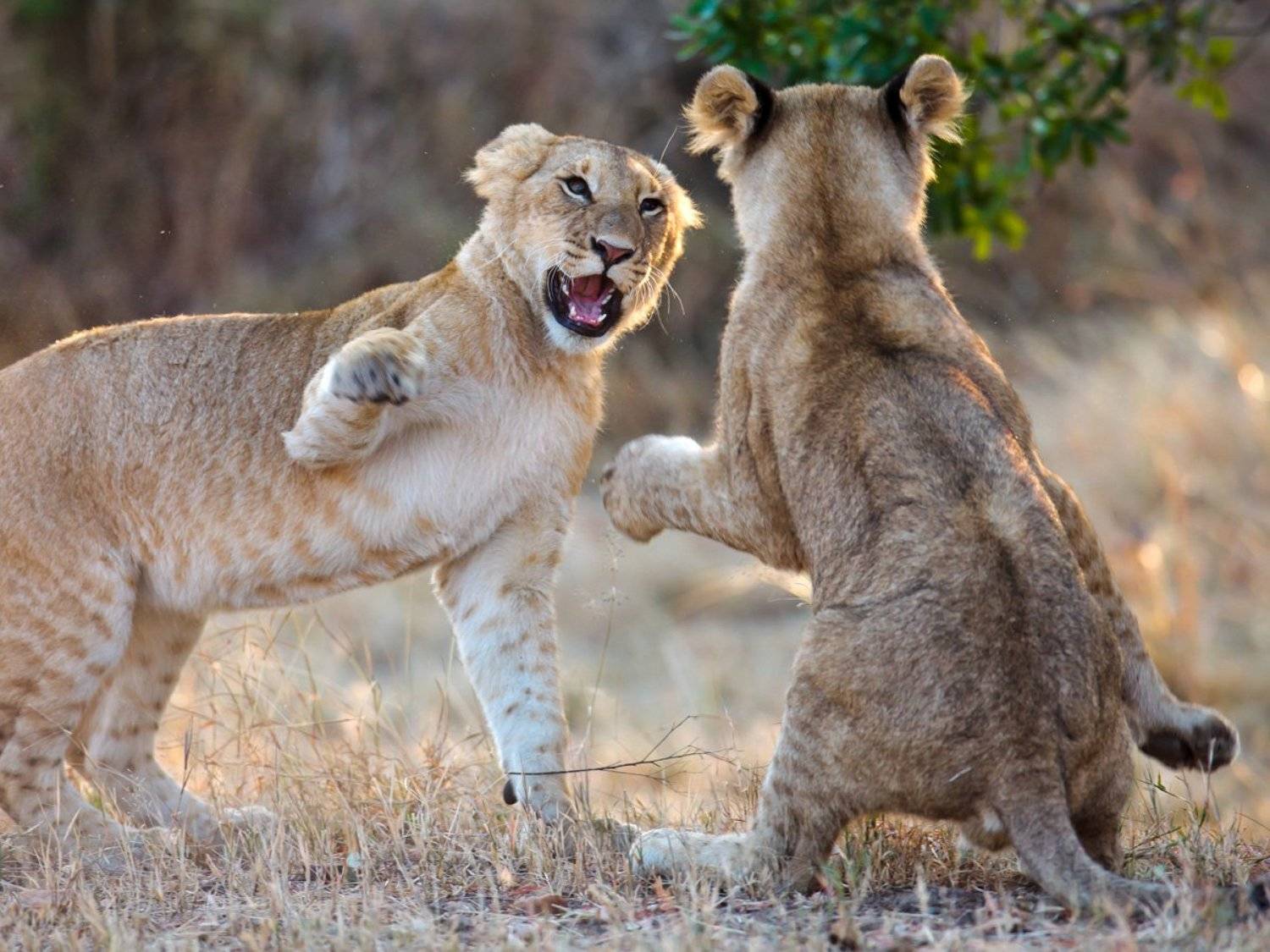 africa;, masai, mara;, masai, mara, national, park;, panthera, leo;, animal;, landscape;, lion;, mammal;, national, park;, safari;, savanna;, африка;, кения;, масаи, мара;, животные;, заповедник;, лев;, млекопитающие;, пейзаж;, саванна;, сафари, Роман Мурушкин