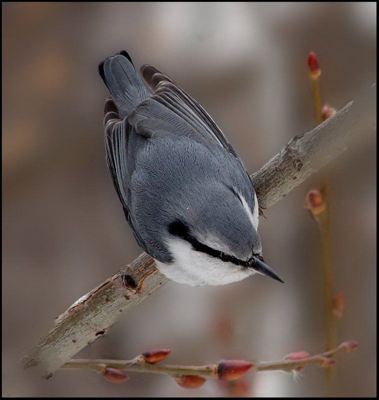 поползень и верба фото превью