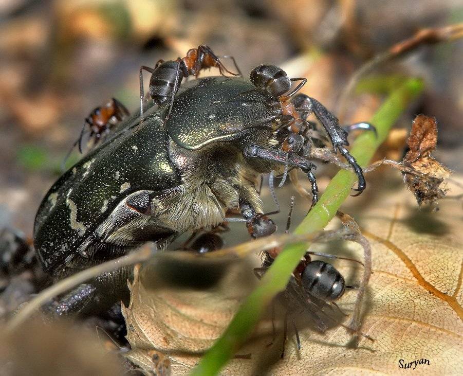 жук, муравьи, борьба, Олег Сурьянинов