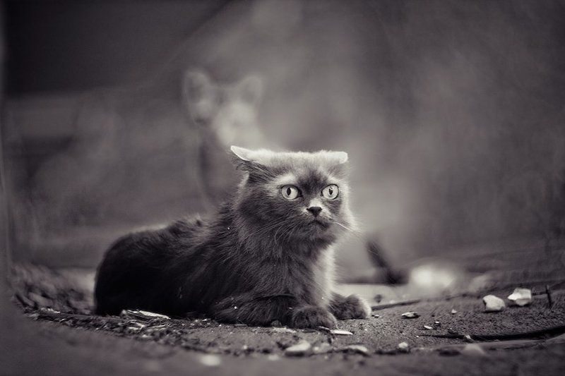 нюся фото превью