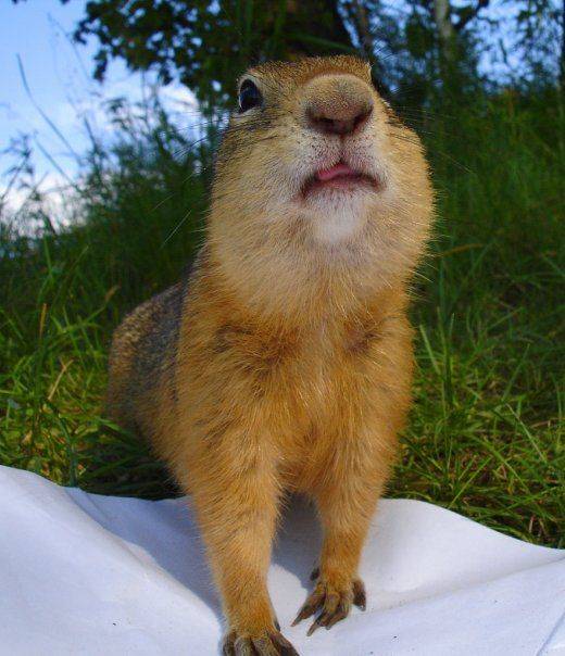 суслик, Олег