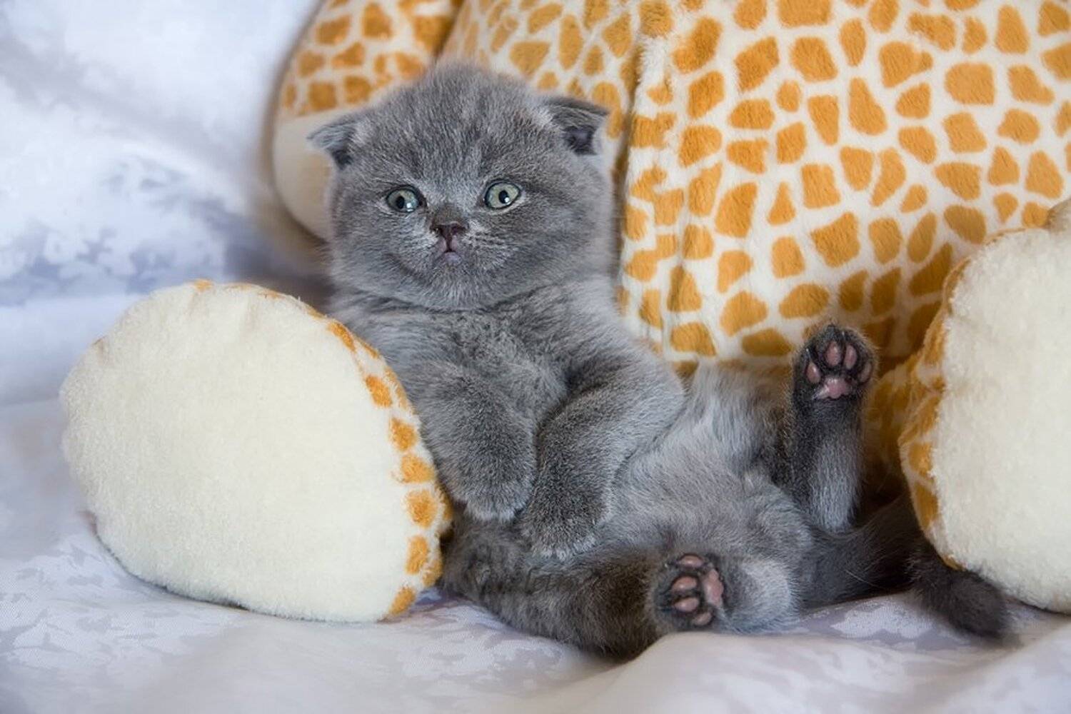 шотландский, вислоухий, котик, Nateletro