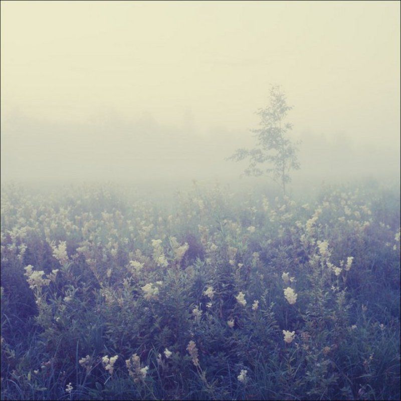 Мелкое дерево среди таволги возле Жуково летним утром фото превью