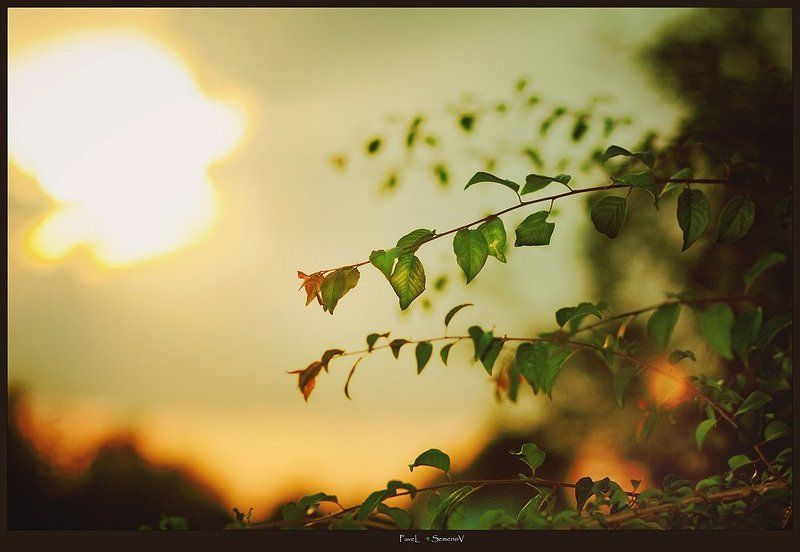 **** фото превью