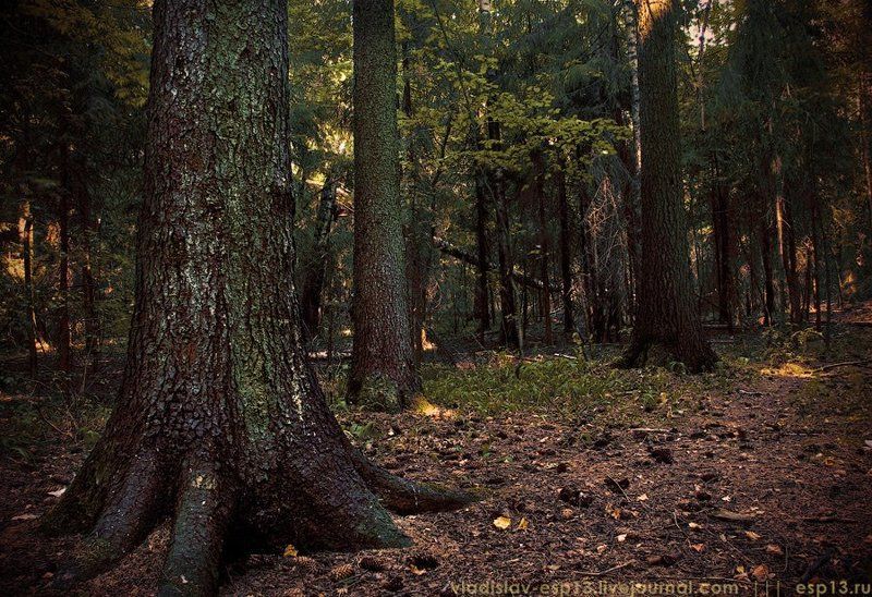 лес  фото превью