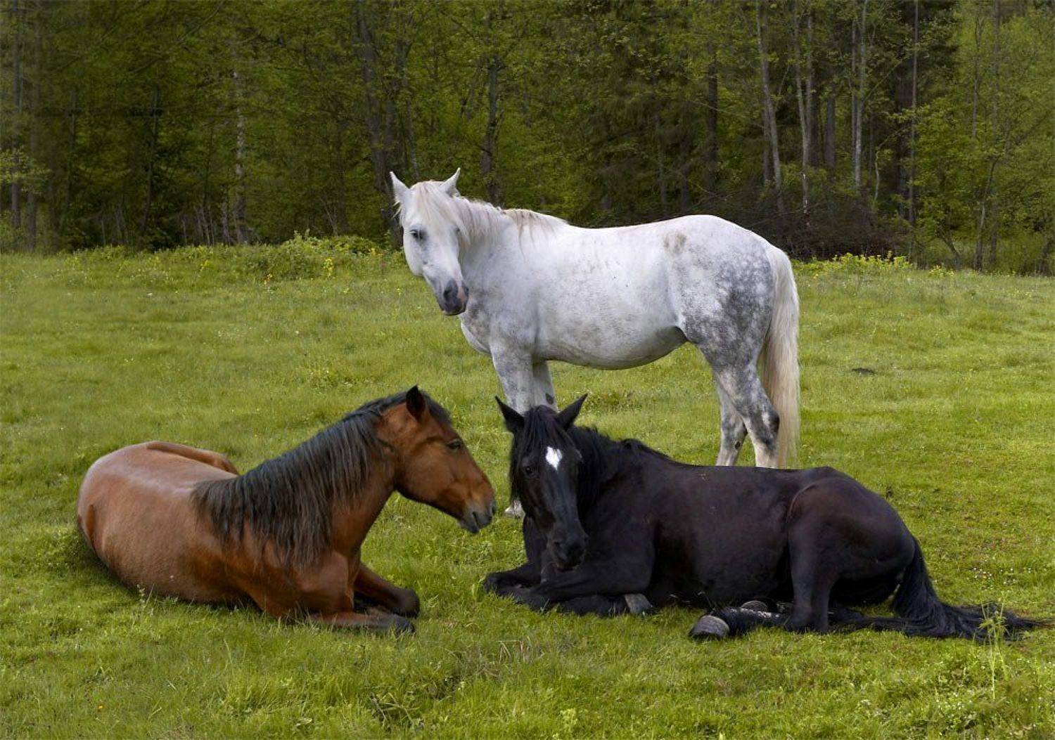 лошади, масть, Юрий Cазин