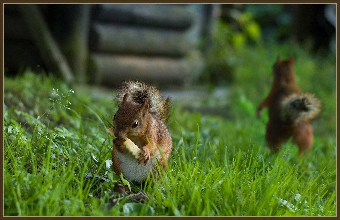 белка, Аркадий