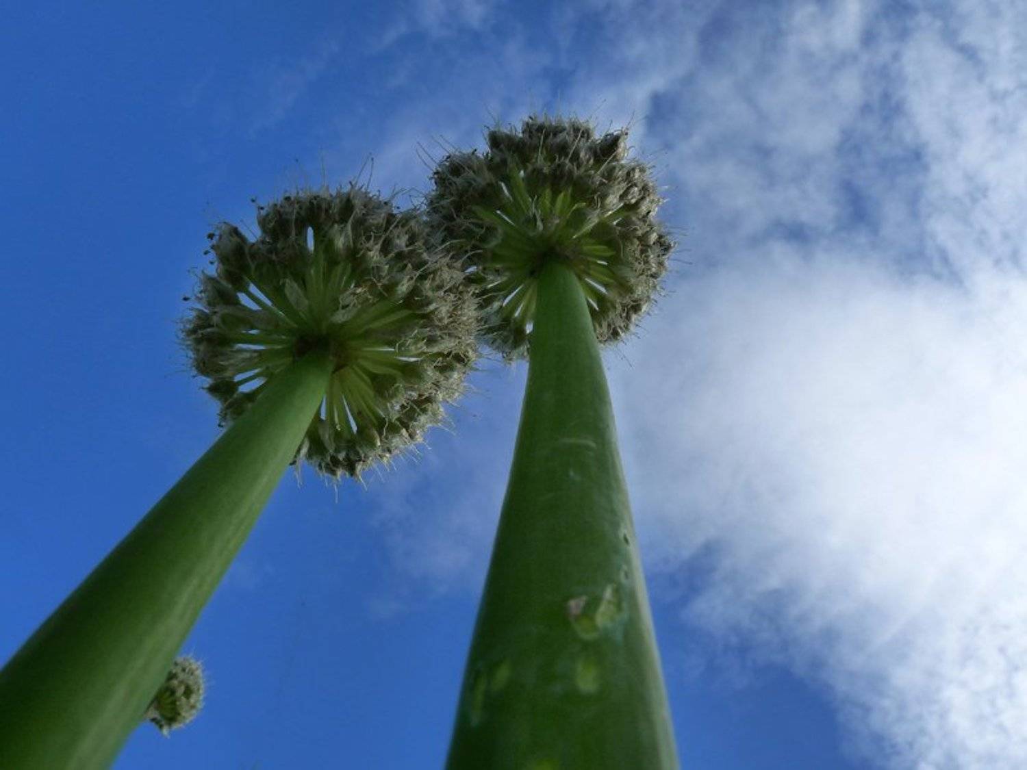 пальмы,макро, EvgenyBarannikov