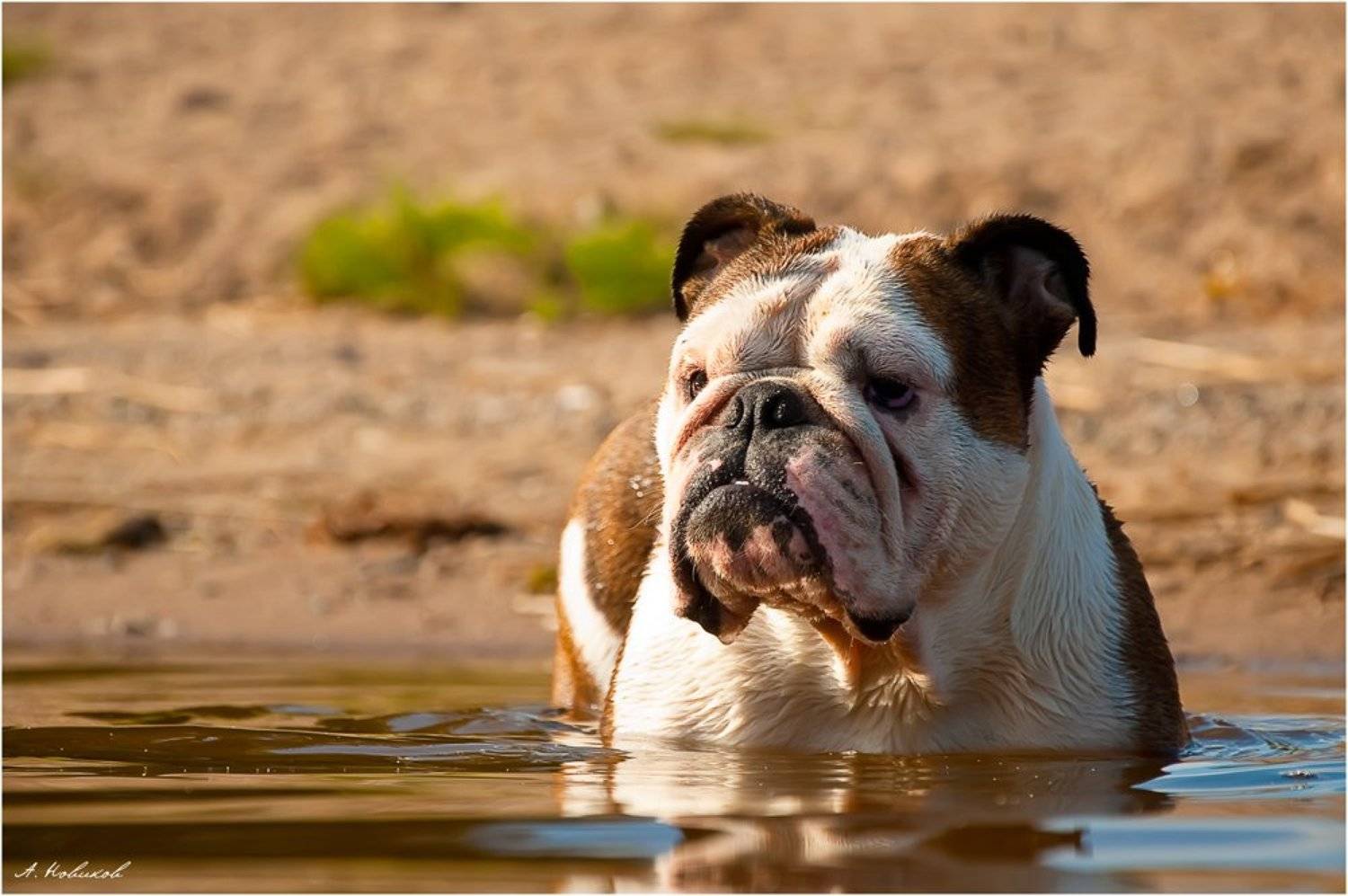 , Алексей Новиков