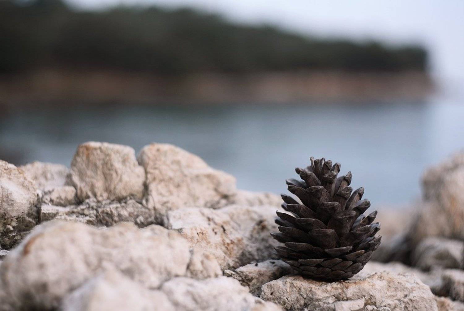 шишка, хорватия, адриатическое море, побережье, Filiptsova Yana