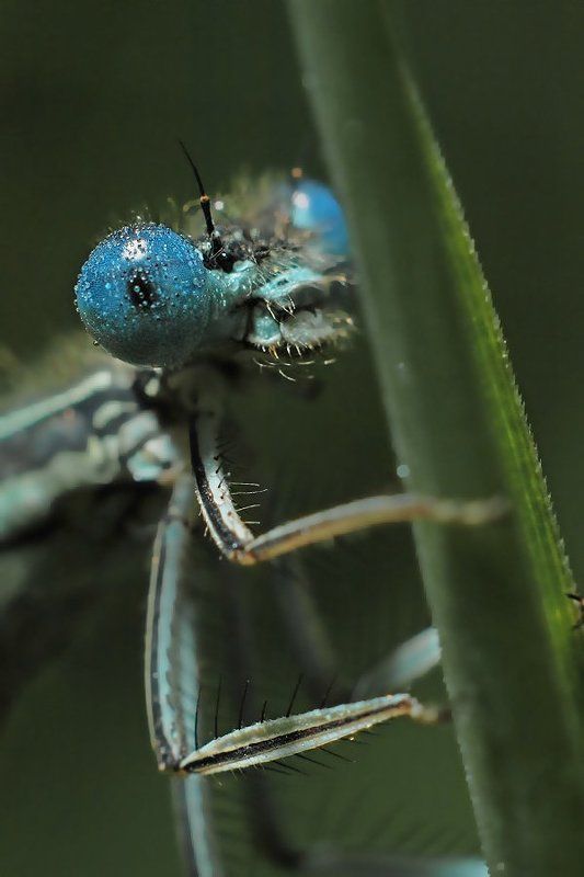 Портрет красотки. фото превью