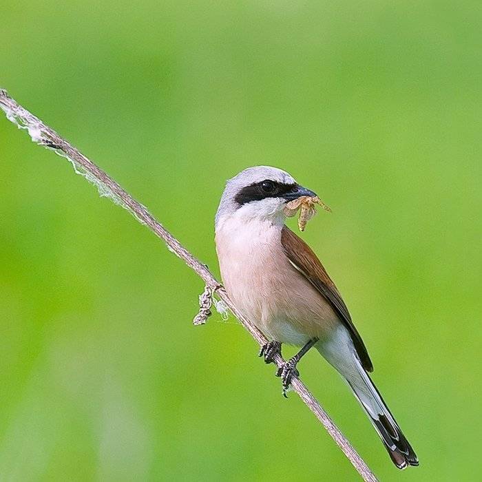 жулан, Андрей Алексеев