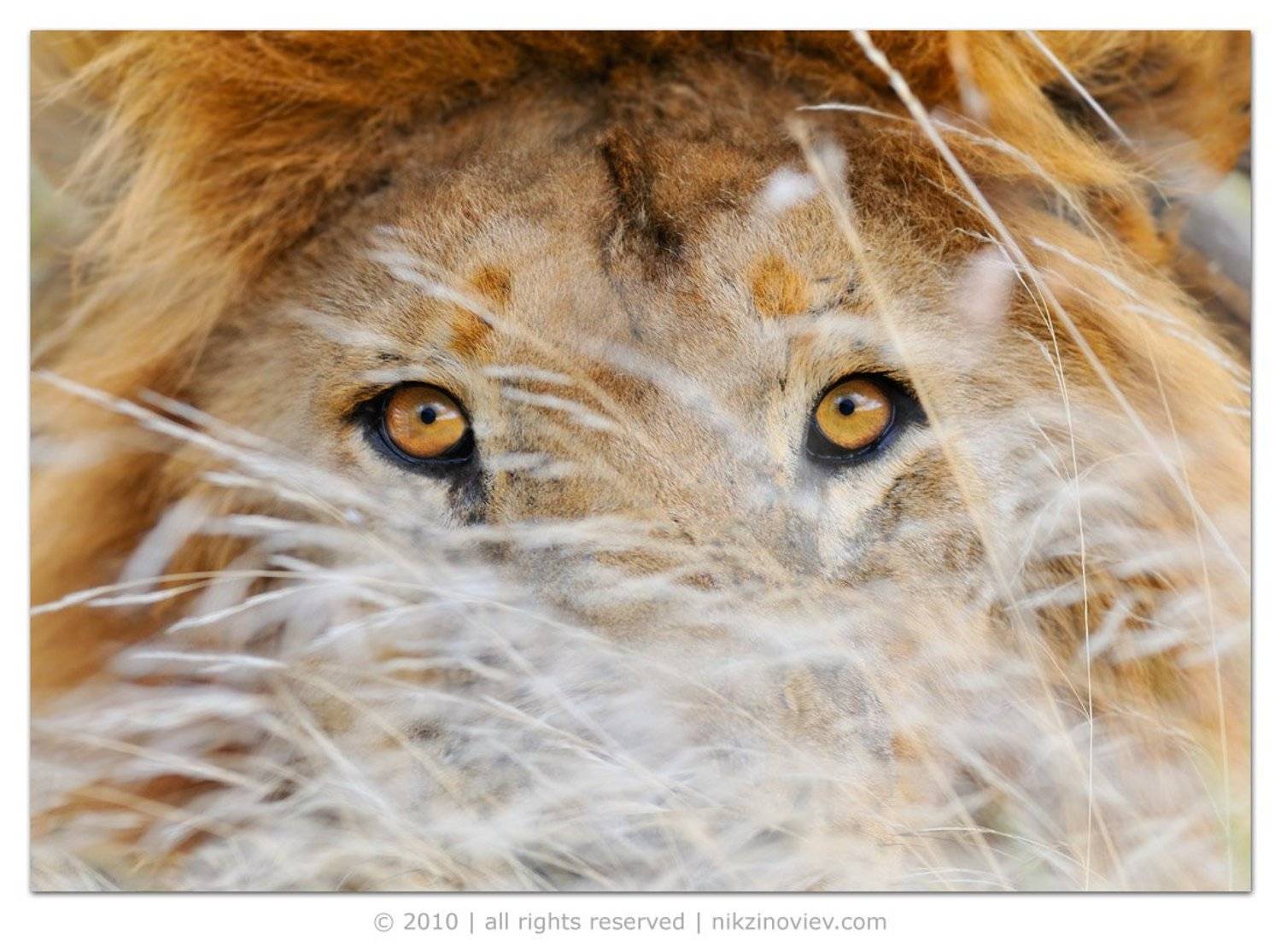 африка, лев, , дикие, животные, танзания, николай, зиновьев, Николай Зиновьев