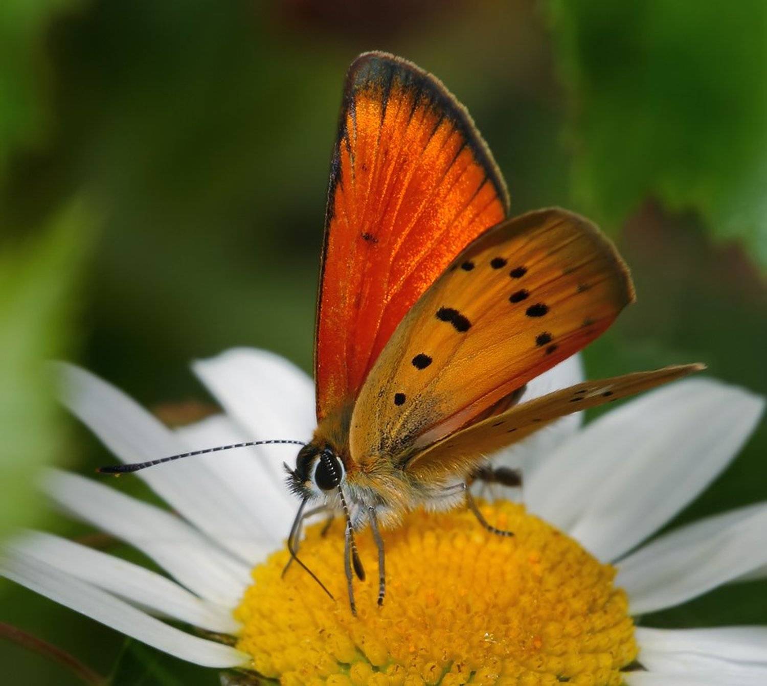 лето, трава, бабочка, Олег Сурьянинов