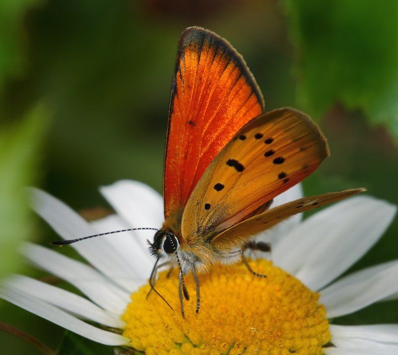 лето, трава, бабочка Червонец на ромашке фото превью