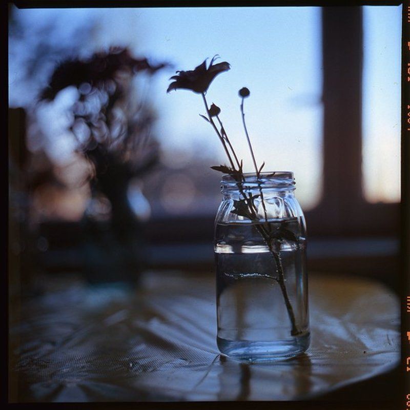 6x6,film,fuji,kiev88,flowers Wake up with me фото превью