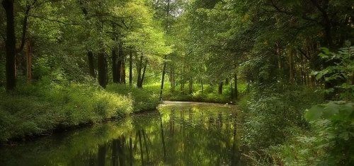 Уголок парка