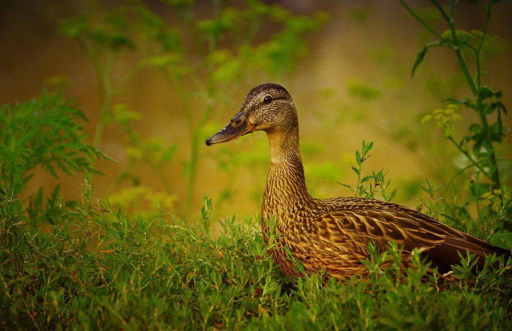 , Валерий Смирнов