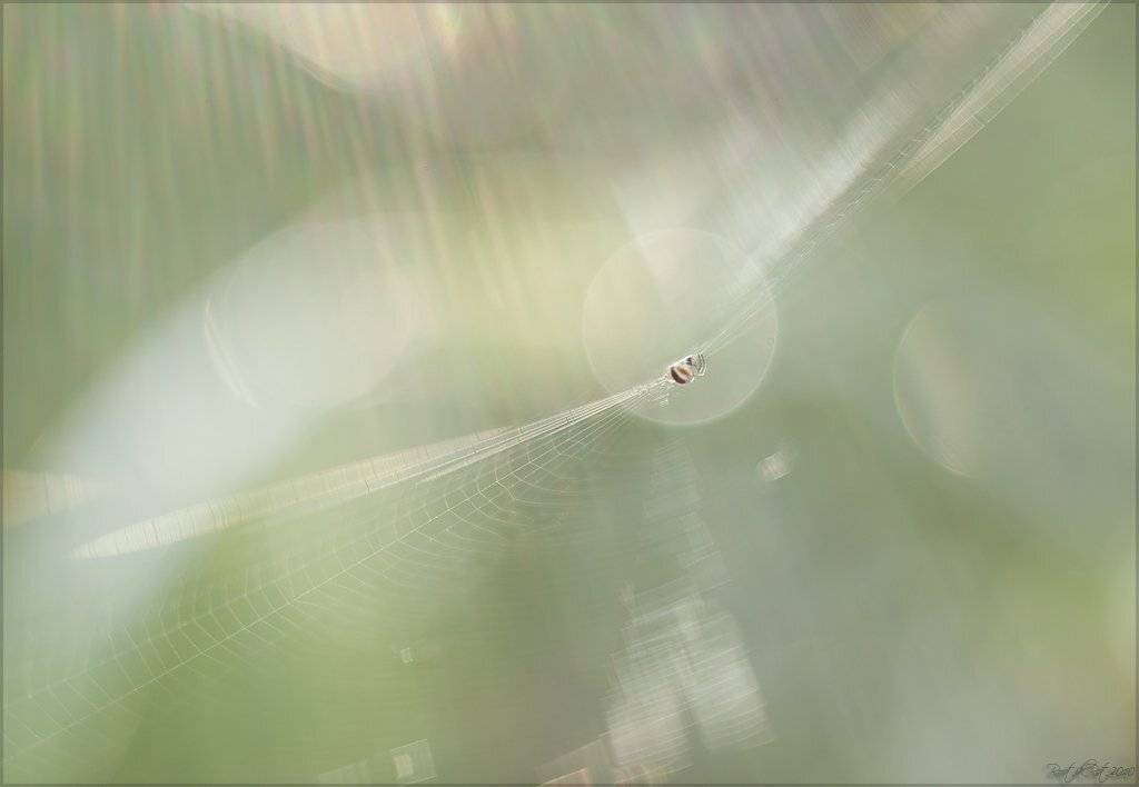 индустар, лз, 61, canon, 50d, Ростислав