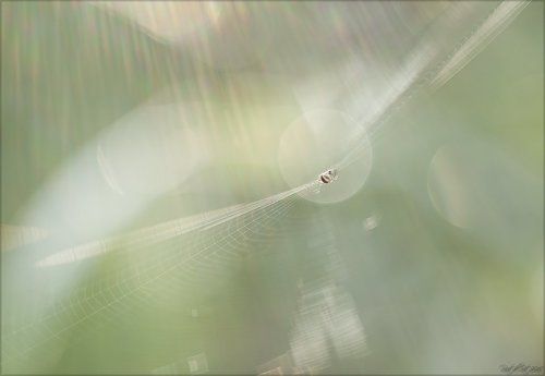 Поймать лучи восходящего солнца