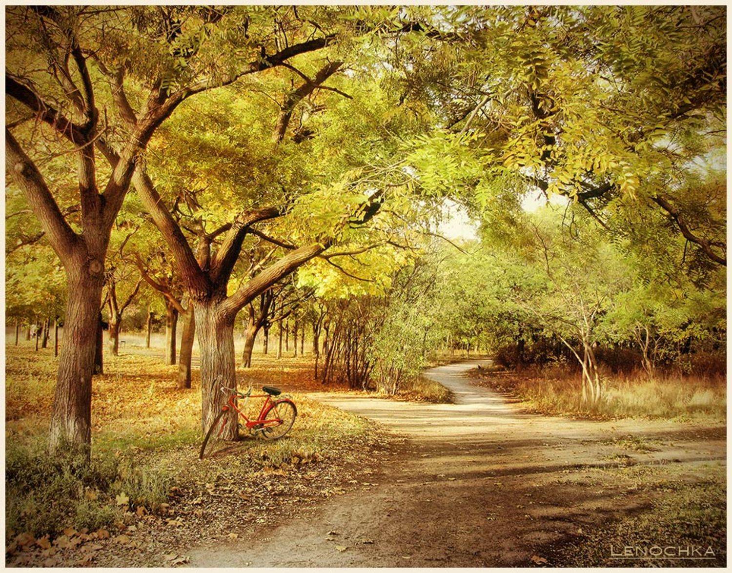 парк, велосипед, дорожка, осень, Елена G