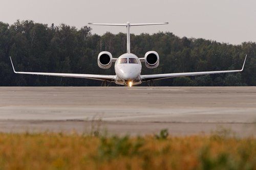 Ушастая Птичка