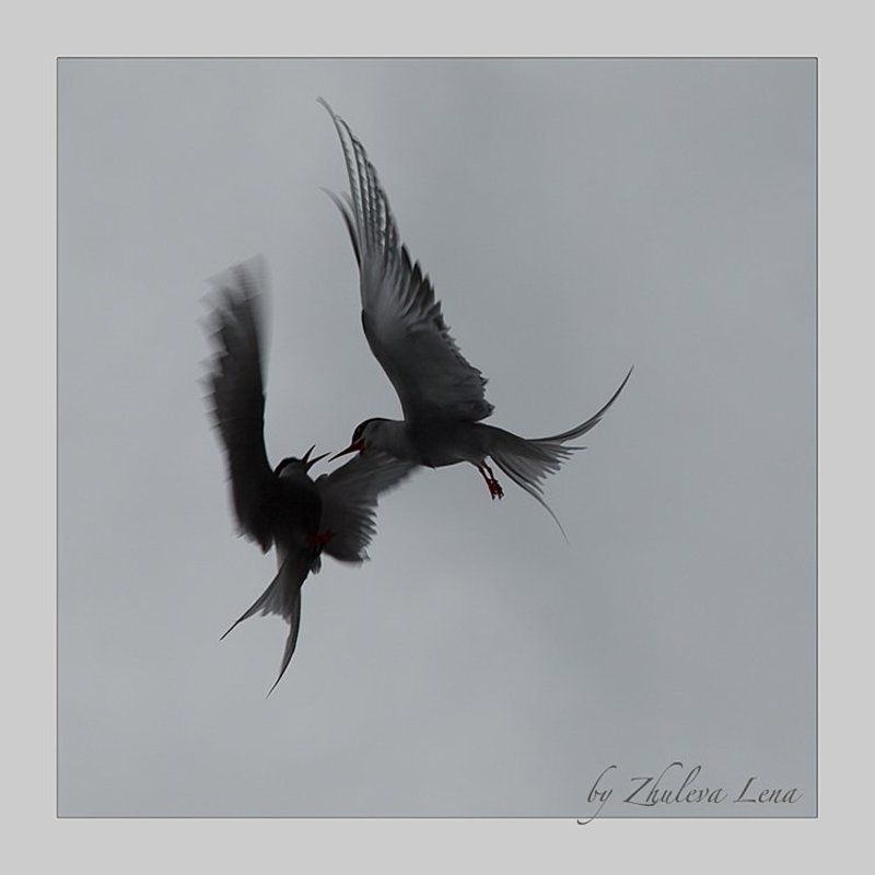 чайки Иероглифы поединка фото превью