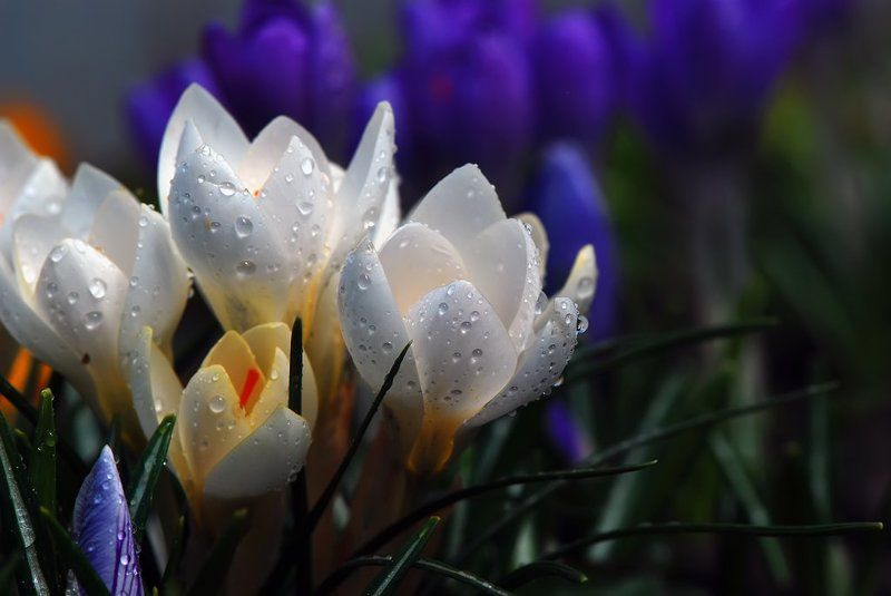 Весенняя свежесть фото превью