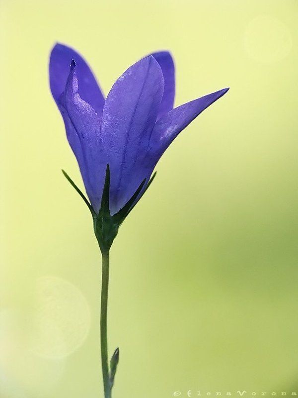 bluebell, колокольчик sadness of the bell фото превью