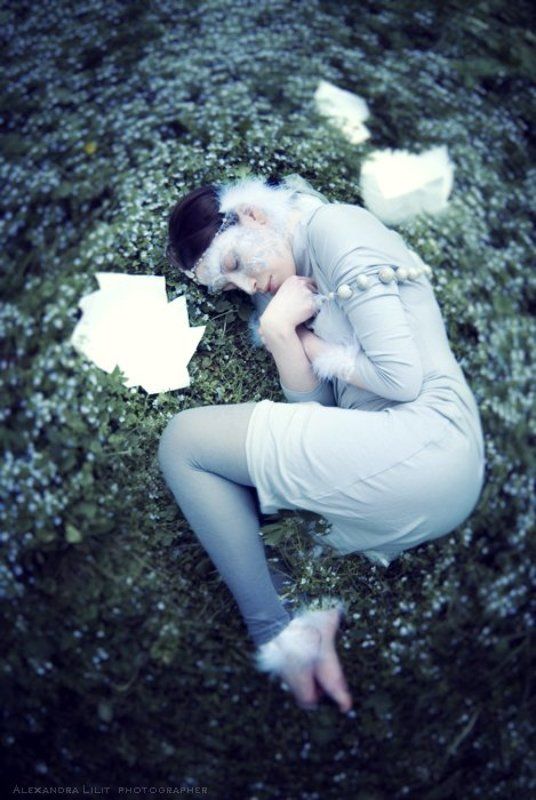 птица фото превью