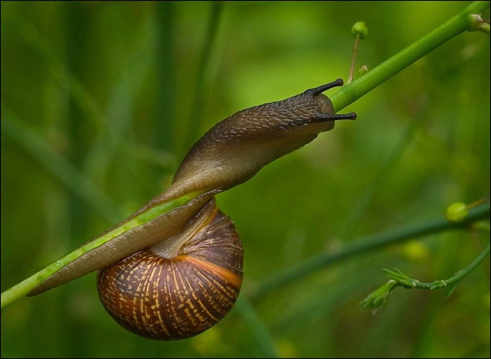 улитка, Аркадий Белов