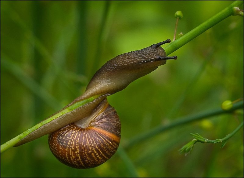 Произвольная программа фото превью