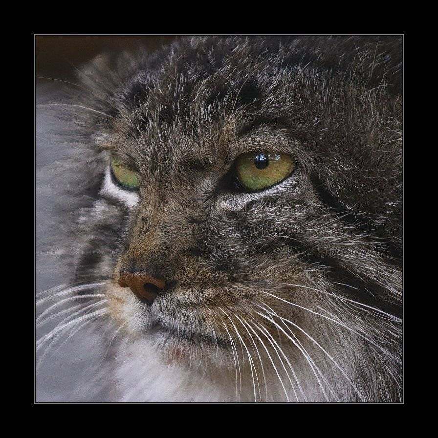 манул, кот, портрет, i_GO