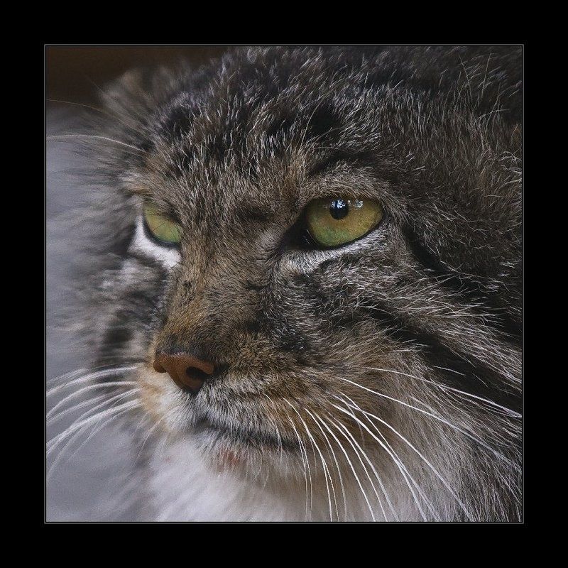 манул, кот, портрет Манул фото превью