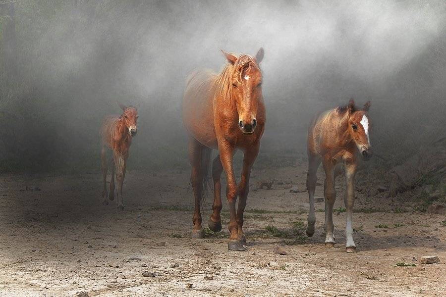 , олег сопов