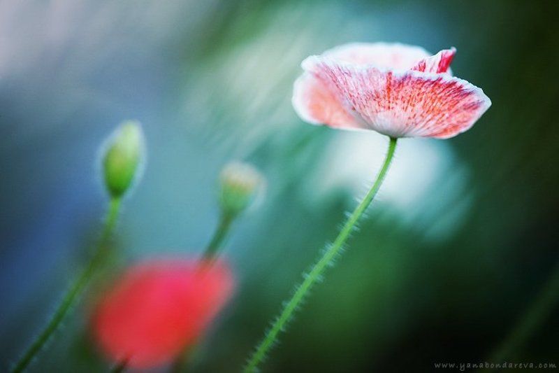 *** фото превью