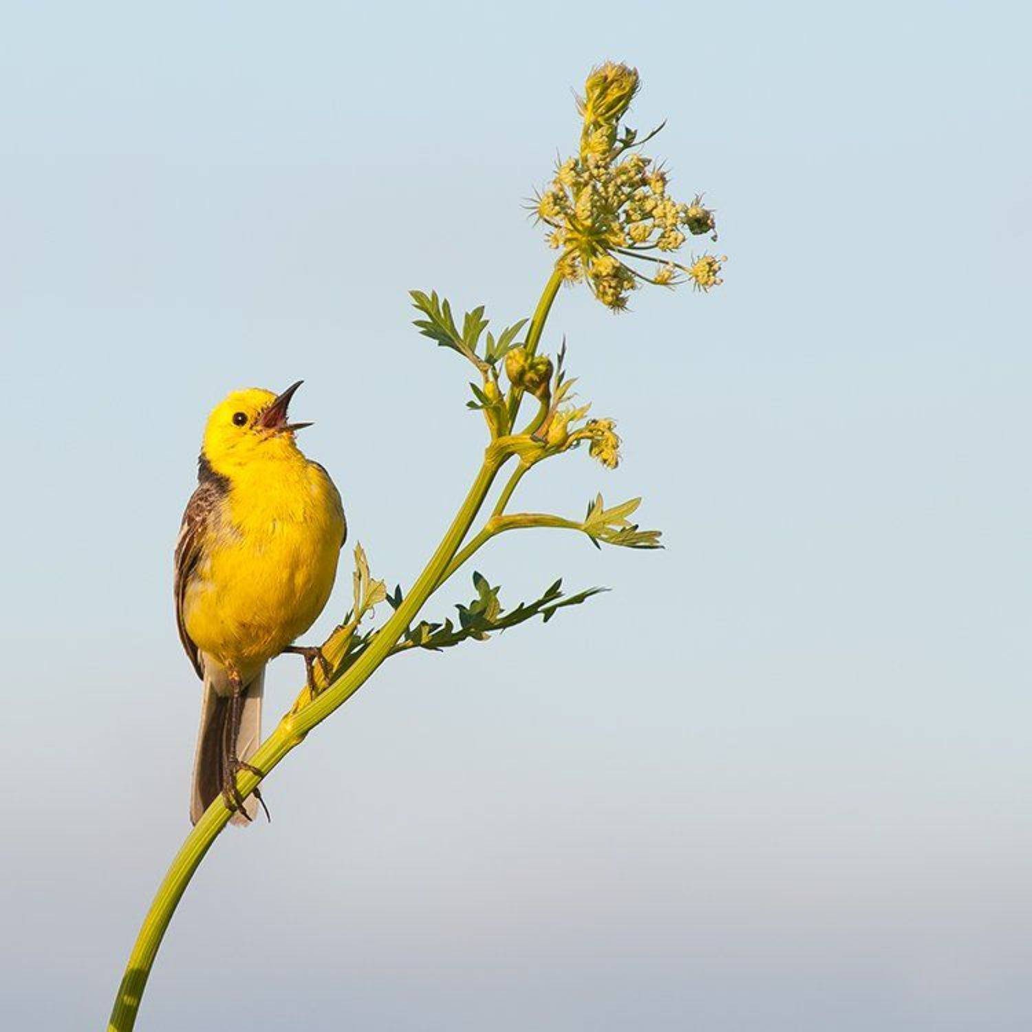 жёлтоголовая, трясогузка, Андрей Алексеев