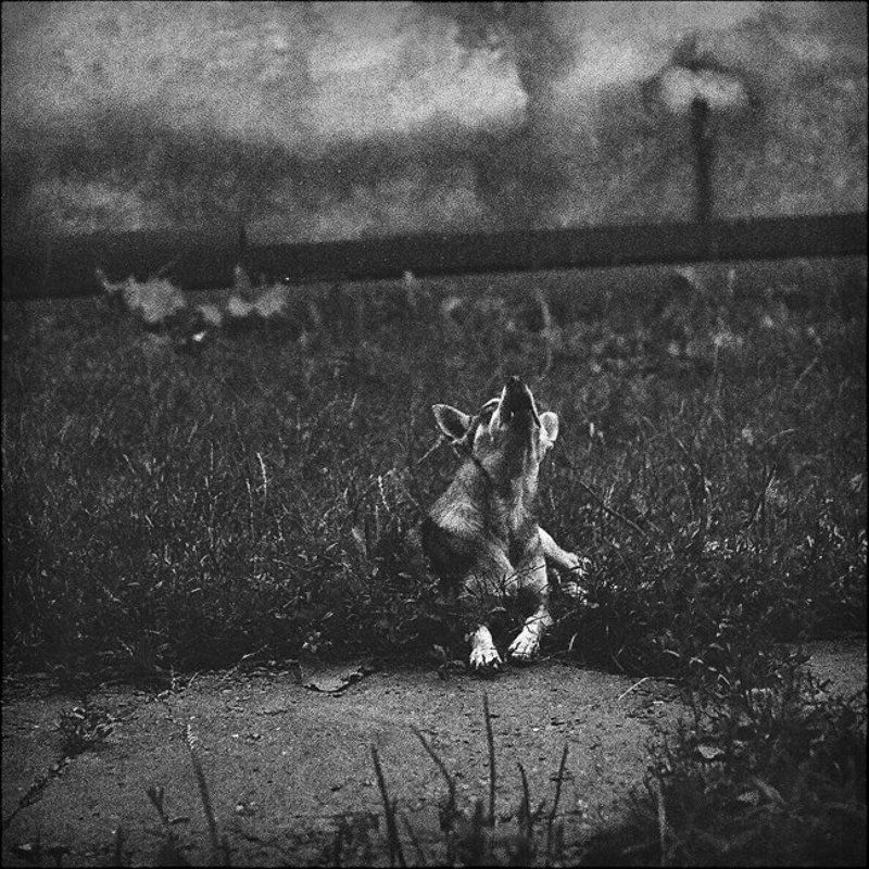 индустар, 61, лз ..если хозяина нет.. фото превью