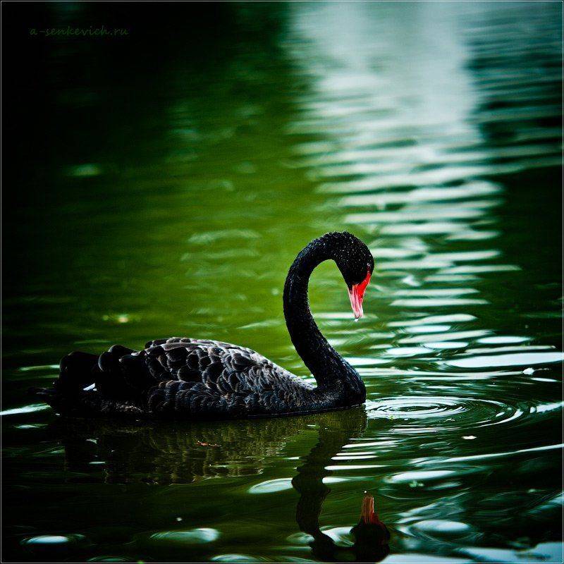 черный, черная, лебедь, Андрей Сенкевич