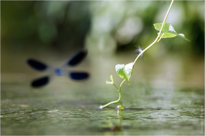 стрекоза-красотка, самец, война  за территорию, р. воря Речной патруль фото превью