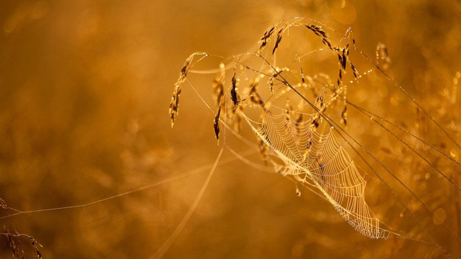 утро, паутина, Юлия