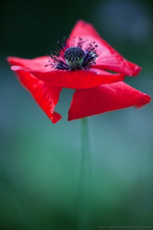 *** фото превью